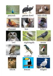 English Worksheet: Birds