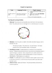 English Worksheet: The Life Cycle of a Plant