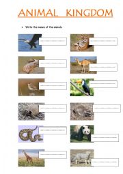 English worksheet: animal kingdom