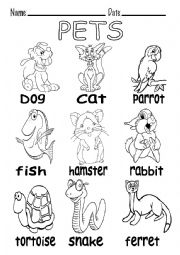 B&W VOCABULARY ABOUT PETS