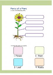 English Worksheet: Parts of A Plant