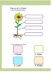 English Worksheet: Parts of A Plant