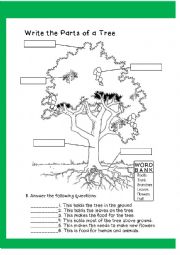 English Worksheet: Parts of A Tree