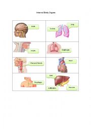 English Worksheet: Internal Body Organs 1