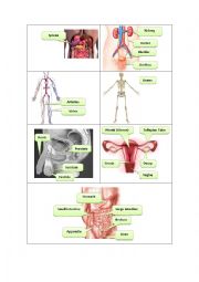 English Worksheet: Internal Body Organs 2