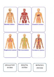 English Worksheet: body systems foldable - pt 1