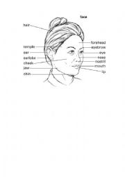 English Worksheet: Parts of the face