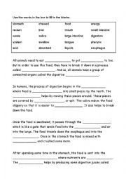 English Worksheet: Digestive system