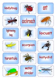 Creepy Crawly Matching Cards 2