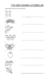 English Worksheet: The Very Hungry Caterpillar