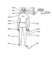 English worksheet: part of body
