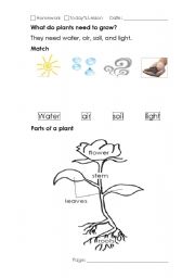 English Worksheet: plants