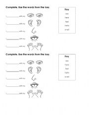 English Worksheet: Five Senses