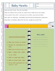 English worksheet: Baby Hawks (comprehension)