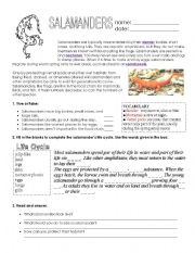English Worksheet: Salamanders - reading
