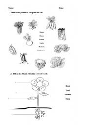 English Worksheet: Plants