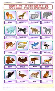 English Worksheet: WILD ANIMALS