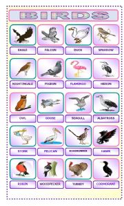 English Worksheet: BIRDS