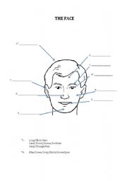 English Worksheet: The Human Body