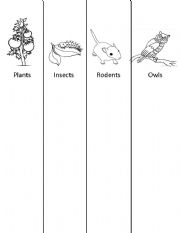 English Worksheet: Owl Food Chain