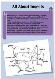 INSECTS CROSSWORD