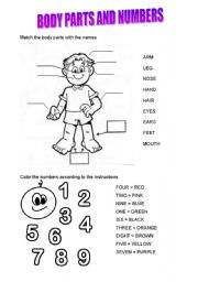 English Worksheet: BODY PARTS AND NUMBERS