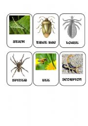 Insect cards