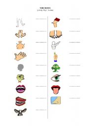 English worksheet: Body vocabulary