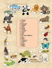 Animals and insects