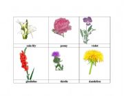 English worksheet: flowers 1