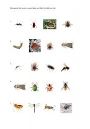 English Worksheet: Insects - odd one out