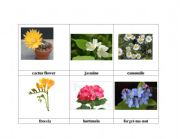 English worksheet: flowers 2