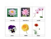 English worksheet: flowers 3