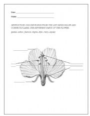 English Worksheet: Parts of a flower