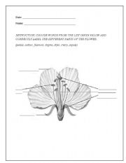 English worksheet: Parts of a flower