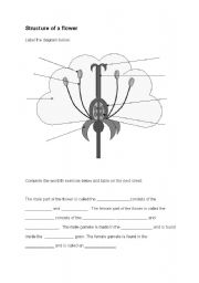 English Worksheet: structure of a  flower