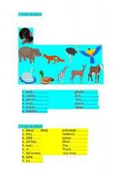 English worksheet: Plurals/ Countable, uncountable nouns
