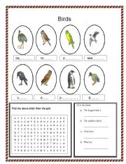 English Worksheet: birds part 2