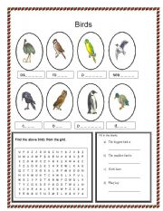 English worksheet: birds part 2