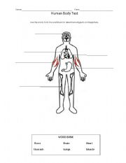 English Worksheet: Human Body Parts