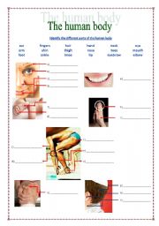 English Worksheet: Body parts