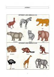 English worksheet: ANIMALS