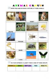 English worksheet: ANIMAL GROUPS