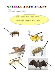 English worksheet: ANIMAL BODY PARTS