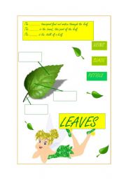 Leaf Parts (2/3)