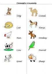 Domestic Animals