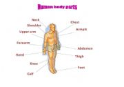 English worksheet: Body parts