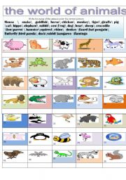 English Worksheet: the world of animals 