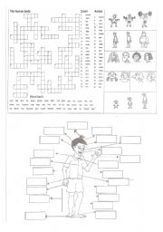 English Worksheet: Body parts crosswords and matching activities