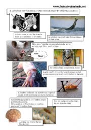 English Worksheet: ANIMAL FACTS